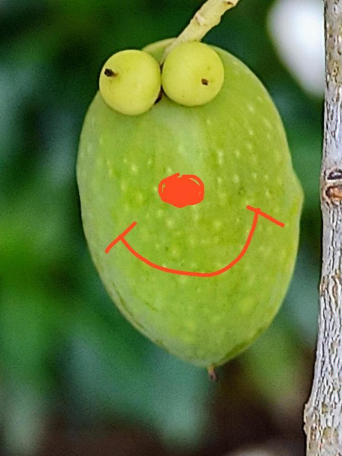 Colà Le Zampolle B & B المظهر الخارجي الصورة